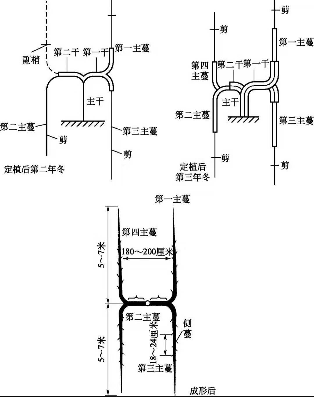 葡萄常用架型优劣势分析