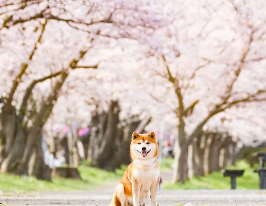 攝影師拍下的一組柴犬照片這笑容好治癒