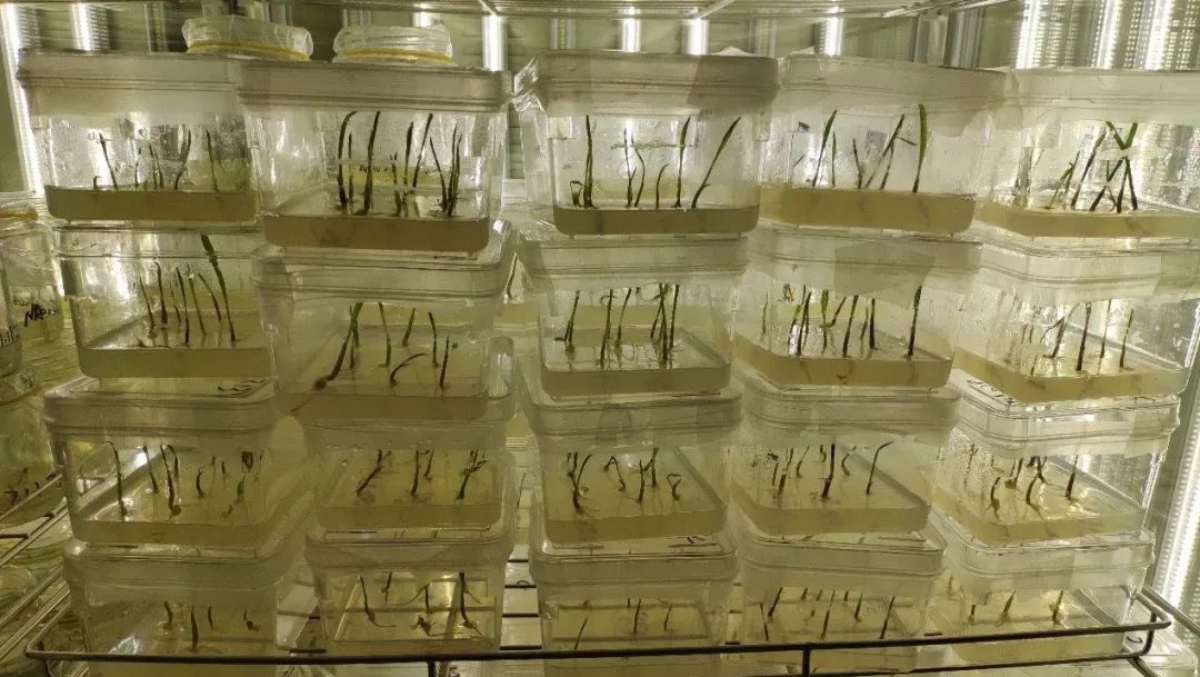 玉米单倍体工厂化技术服务