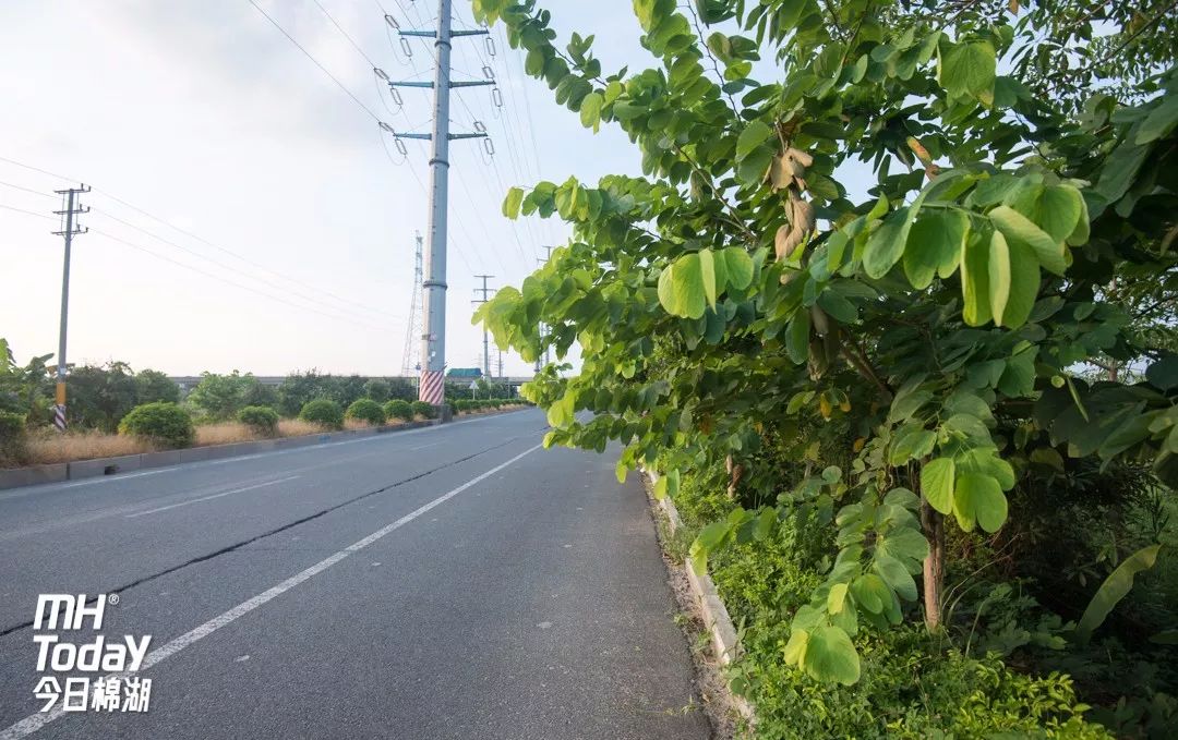 京棉公路绿化树枝叶茂盛挡视线安全隐患要重视