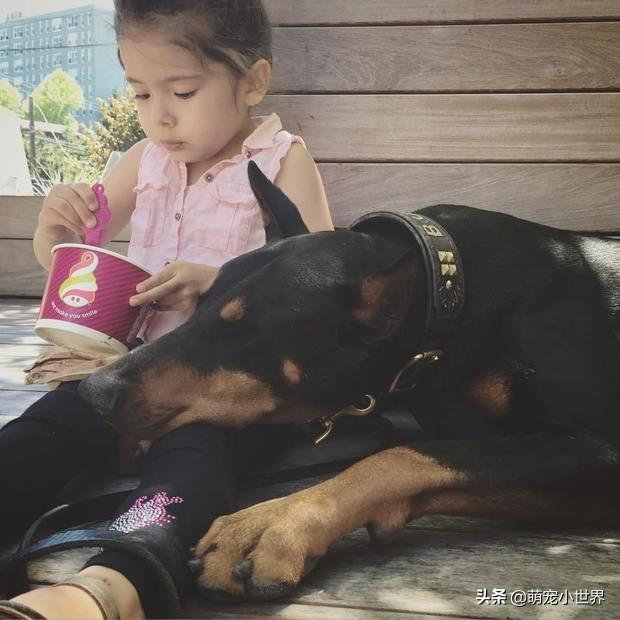 公主有何吩咐?帅气杜宾犬管家陪伴小女孩一同长大