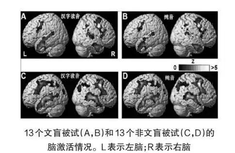 國內的腦神經科學家,分別找到不識字的文盲兒童13人,和閱讀能力較好的