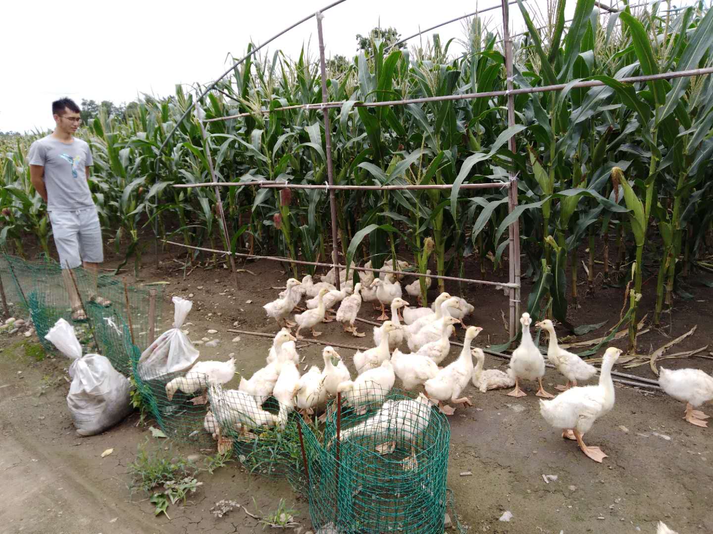 种养结合让农业循环起来