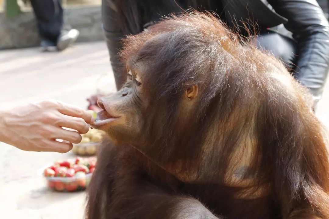 红毛猩猩吃榴莲图片