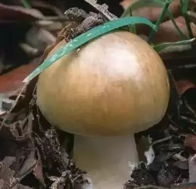 秋日小圆帽秋日小圆帽又名纹缘盔孢伞,世界各地气候温和的地方都可以