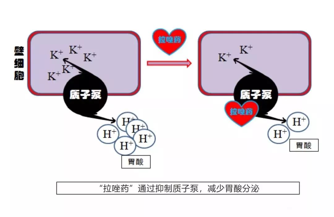 98元作为新一代质子泵抑制剂是目前治疗消化道酸相关性疾病的一线用药