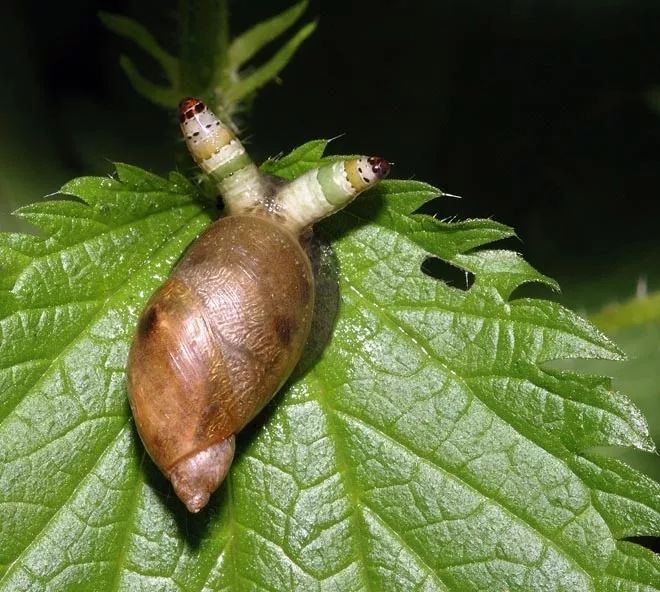 台湾出现僵尸蜗牛专家称蜗牛肉体已被控制行为简直龌龊