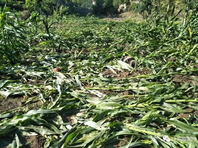 一是加强分类管理根据台风过后玉米倒伏情况,分类开展田间管理