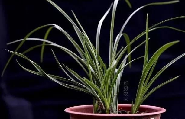 原创种植兰花用鸡蛋壳如果不做两步处理兰根必烂