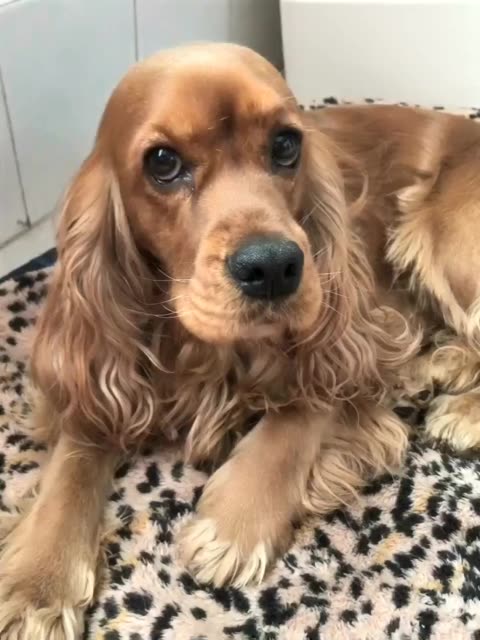 今晚七点直播给卡特补过生日