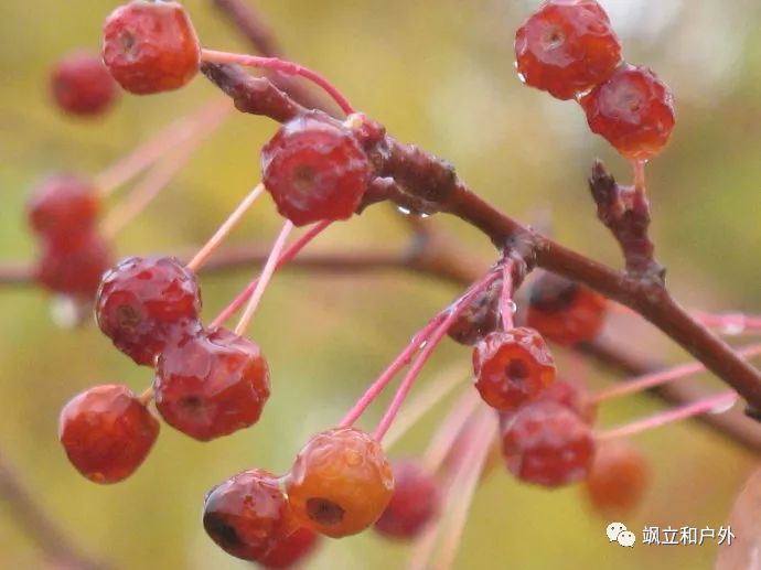 又叫"山荆子"果实球形,红色或黄色.生长在山地林缘,河岸杂树林.
