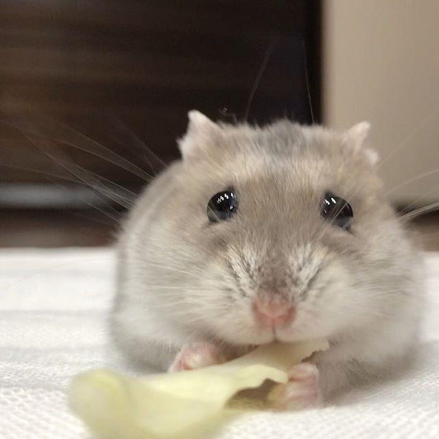 仓鼠被主人戏弄为了吃上一口白菜鼠鼠满脸委屈