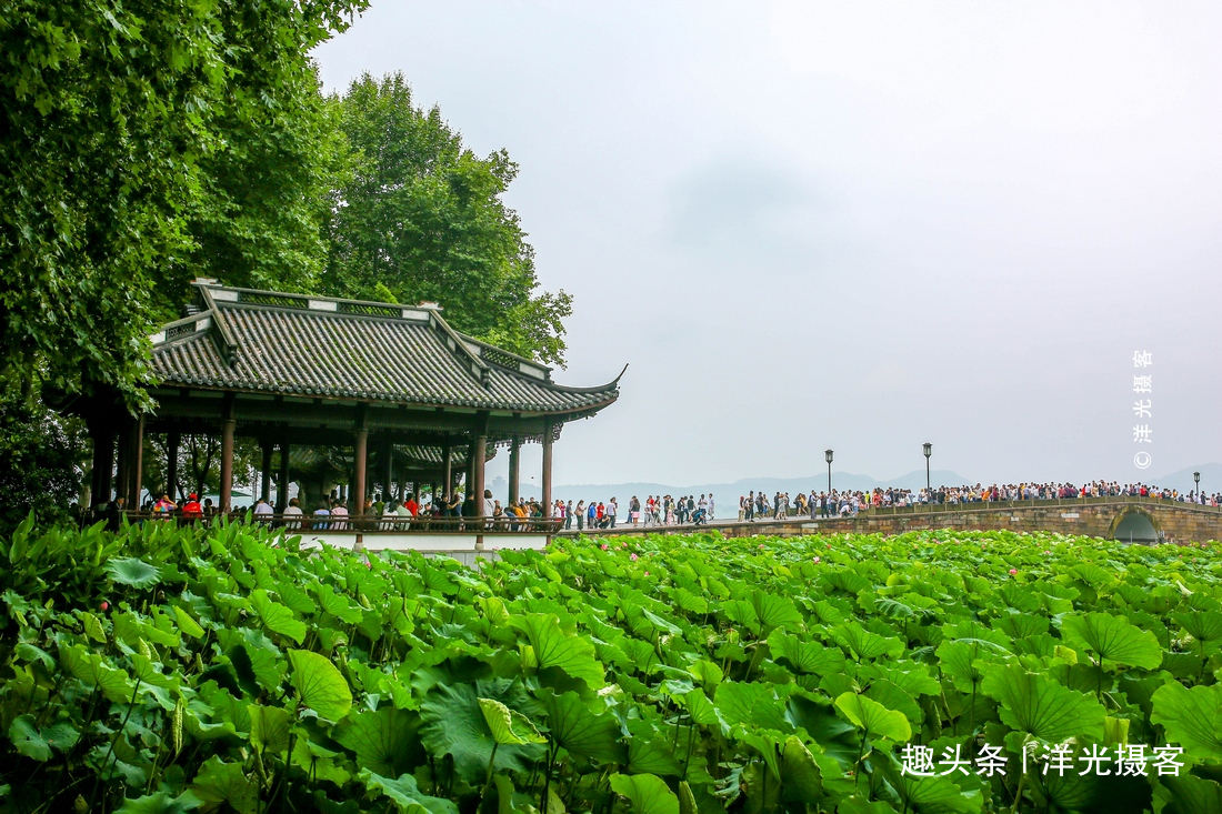 浙江杭州西湖的荷花开了游客看了一年又一年总觉得不够