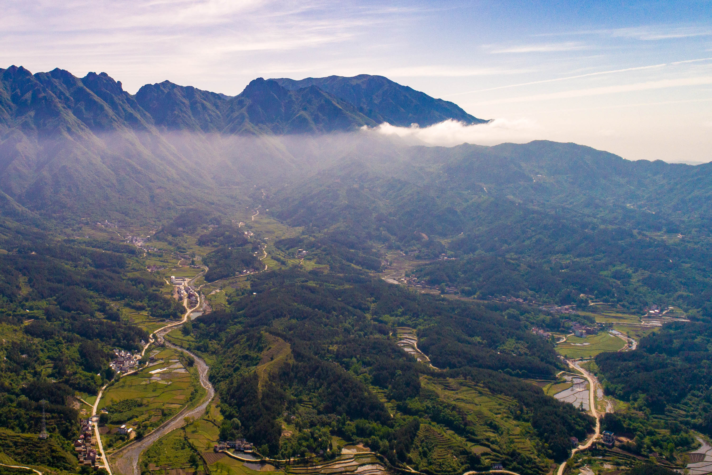 原創大別山茶風雲迭起產地150元500克白菜價城市1500元1斤漲10倍