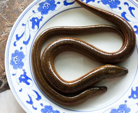 黄鳝血治疗面瘫到底可不可取?