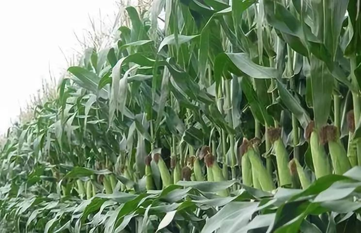 利奇马过后玉米大面积倒伏农民该怎么办