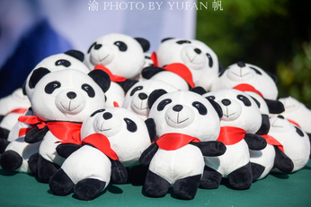 #一城一夏#华蓥山大熊猫基地的淘淘十三岁生日，全国各地的粉丝赶来为他庆祝