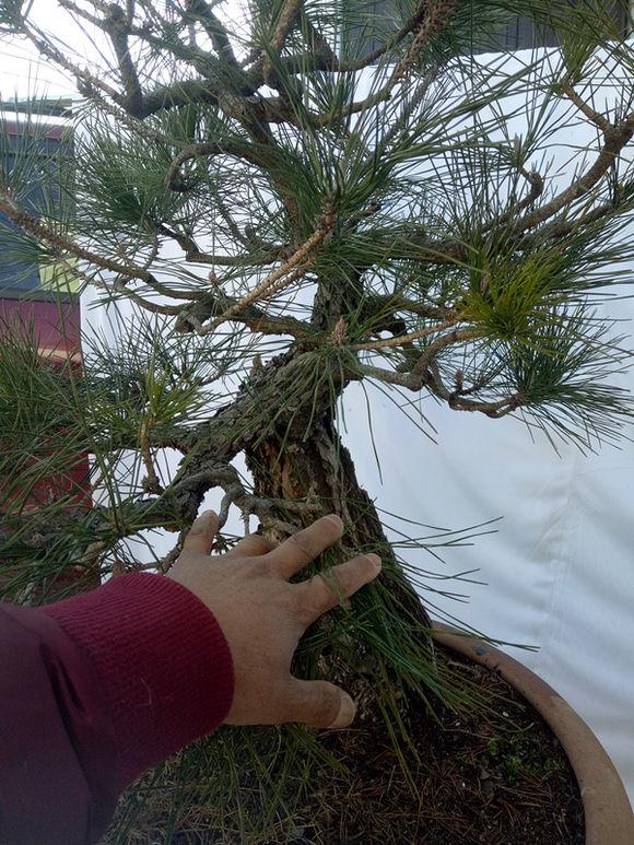 黄山松下山的真心不错