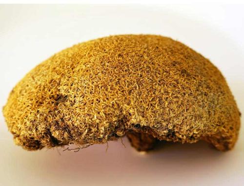 你是否听过,雪灵芝?