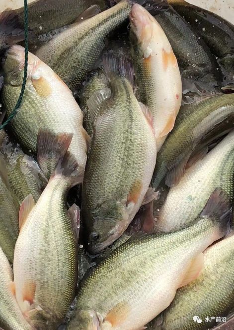 涨疯了24元斤他全程饲料养殖鲈鱼亩利润2万转手就赚了二十几万