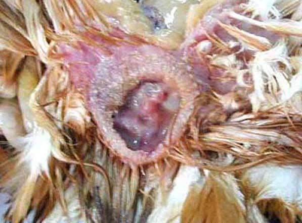 母鸡泄殖腔彩图图片