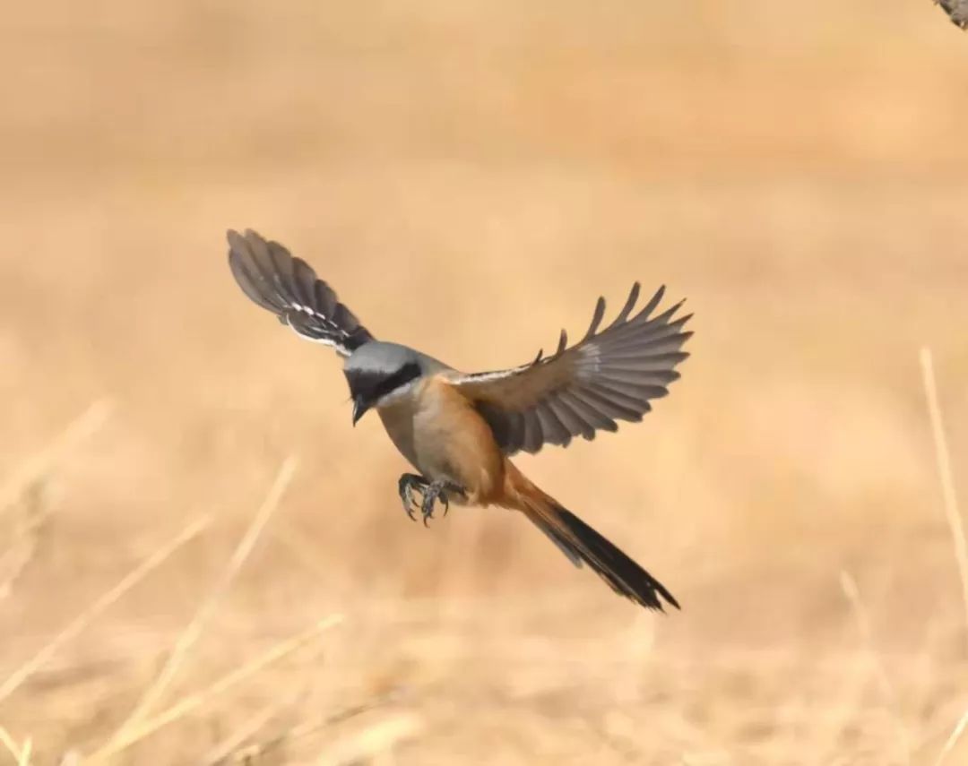 如兰分享韩俊民翼翼归鸟载翔载飞