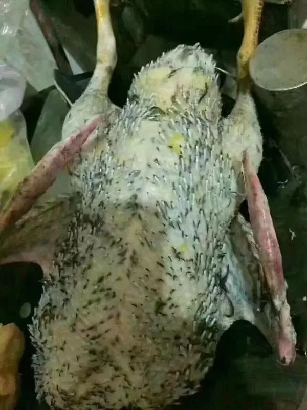 马山这几天全城屠鸭,没有一只能活着走出去!_鸭子