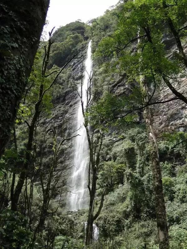 普洱森泉听山下泉声闻山中茶香享地道茶淳