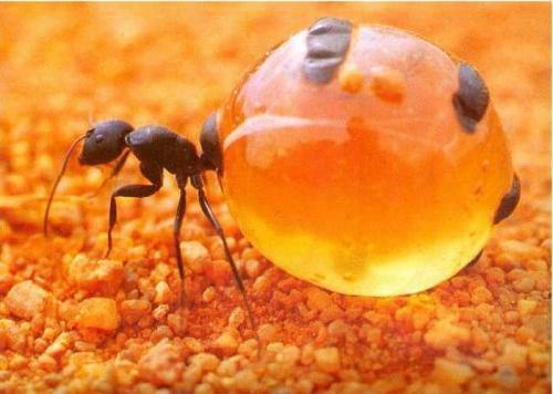 不过不知道大家有没有听说过爆炸蚂蚁,虽然它同样也是很不起眼,不过当