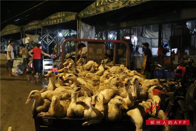 还不断协调送鸭车辆的进场情况,"从下午3点多到凌晨有9-10辆车运鸭子