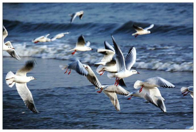 专栏诗人海鸥家乡的留鸟文王柱森河北