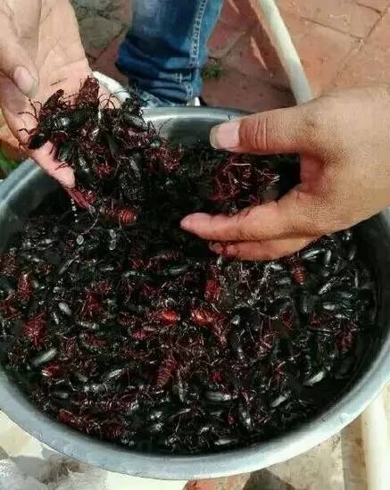 朝阳人漫山遍野都在抓水牛,但是._天牛