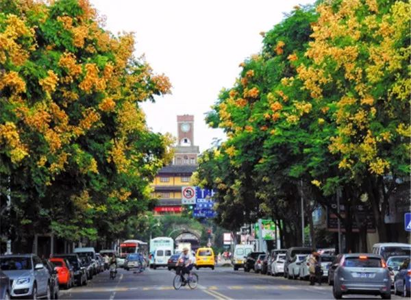 选对行道树种,打造城市特色道路景观_栽培