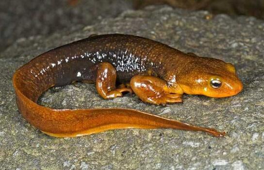 一个关于"龙"的物种——中国火龙_蝾螈