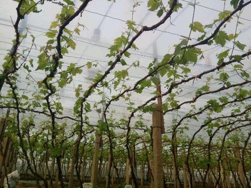 葡萄常用架型优劣势分析