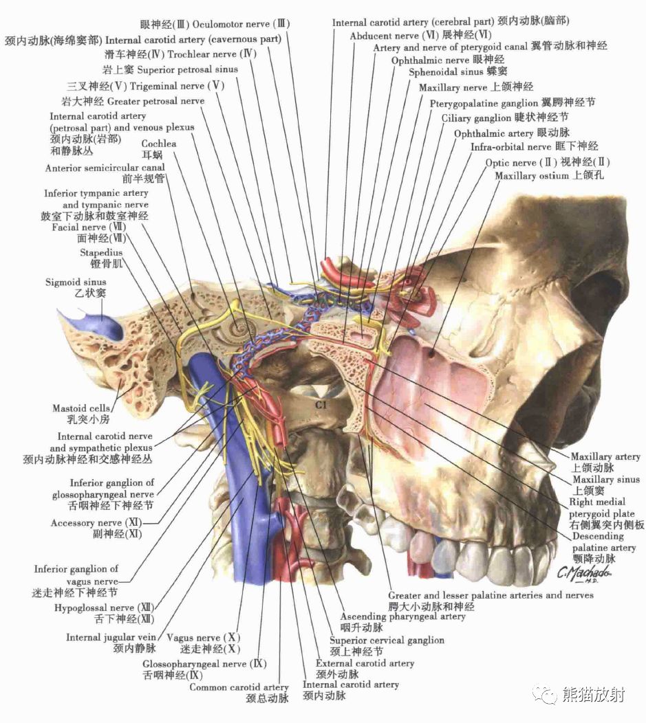 上颌神经的分支图片