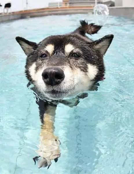 夏天快到了,想让狗子开心一点的话,玩水吧,这俩柴犬都快玩疯了_游泳