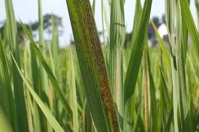 就在此时注意细条病水稻细菌性条斑病防治办法