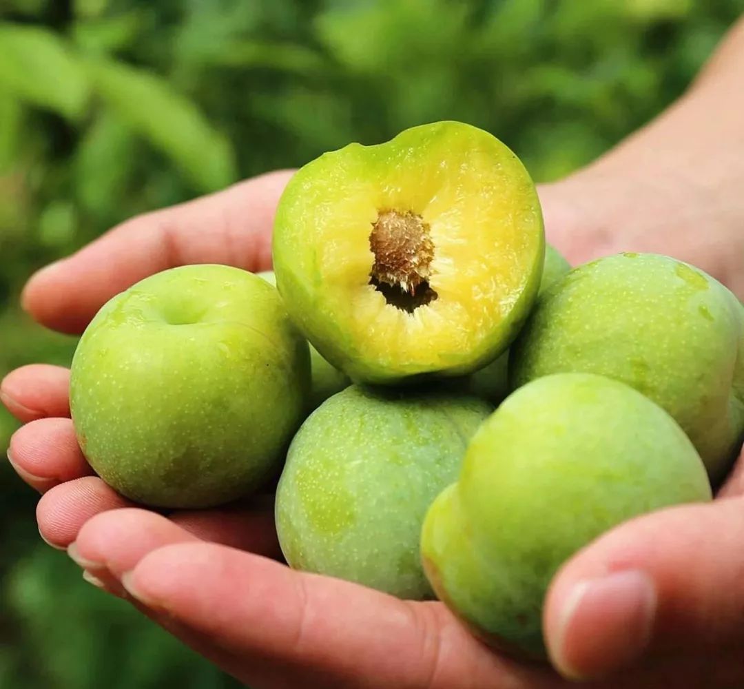 每天一车到货八月李子季想吃阿坝州茂县青脆李就来农港城这里