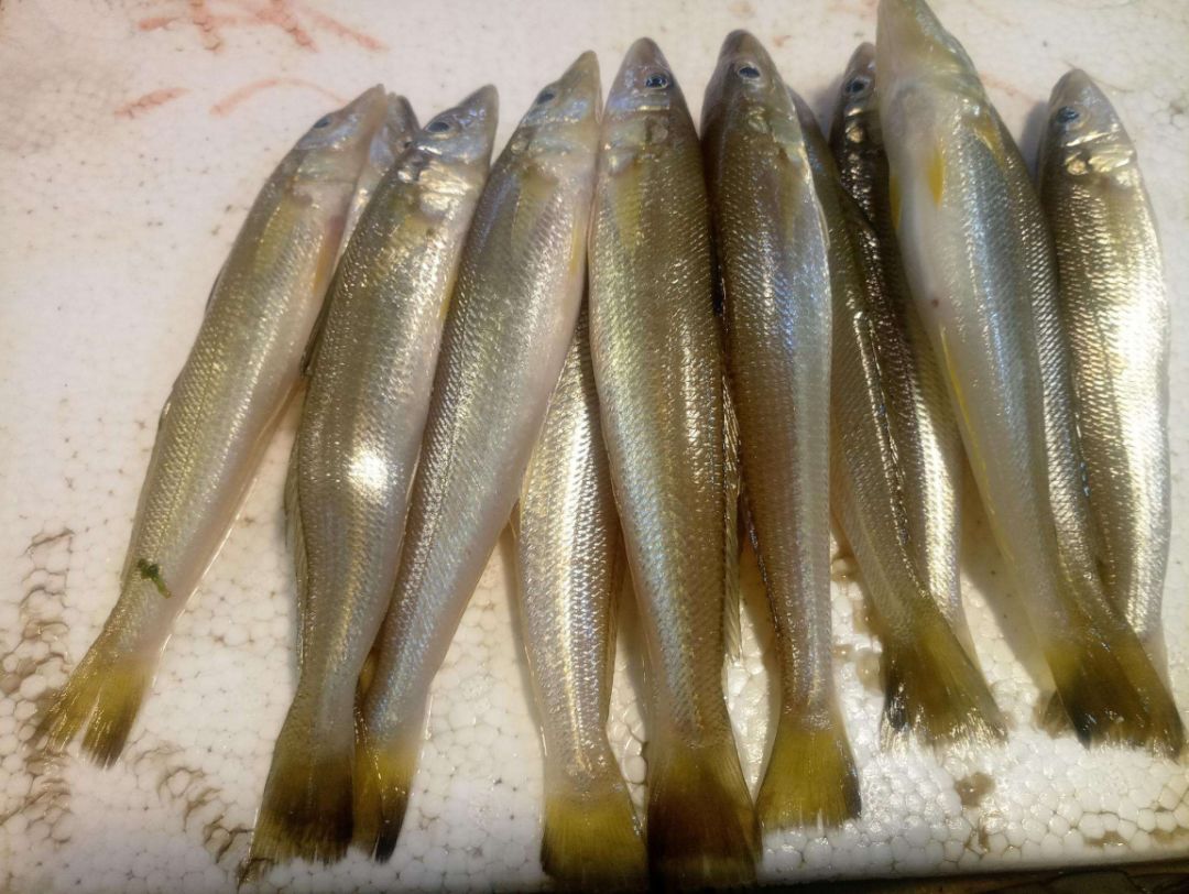 鲈鱼鲳鱼石九公鱼(学名:褐菖鲉,石狗公仔)泥虾斑节虾濑尿虾(学名:虾蛄