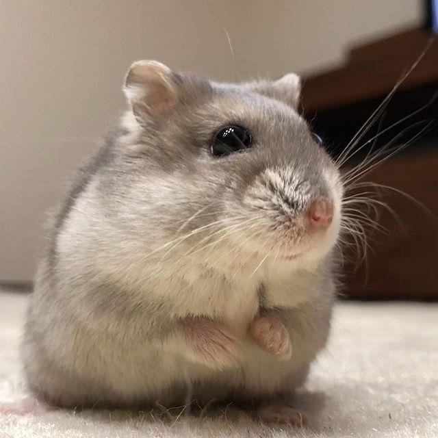 仓鼠被主人戏弄为了吃上一口白菜鼠鼠满脸委屈