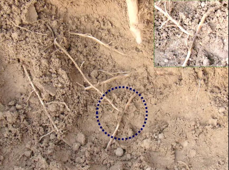 原创山药根腐病防治并不难掌握症状识别和防治技巧轻松获得高产