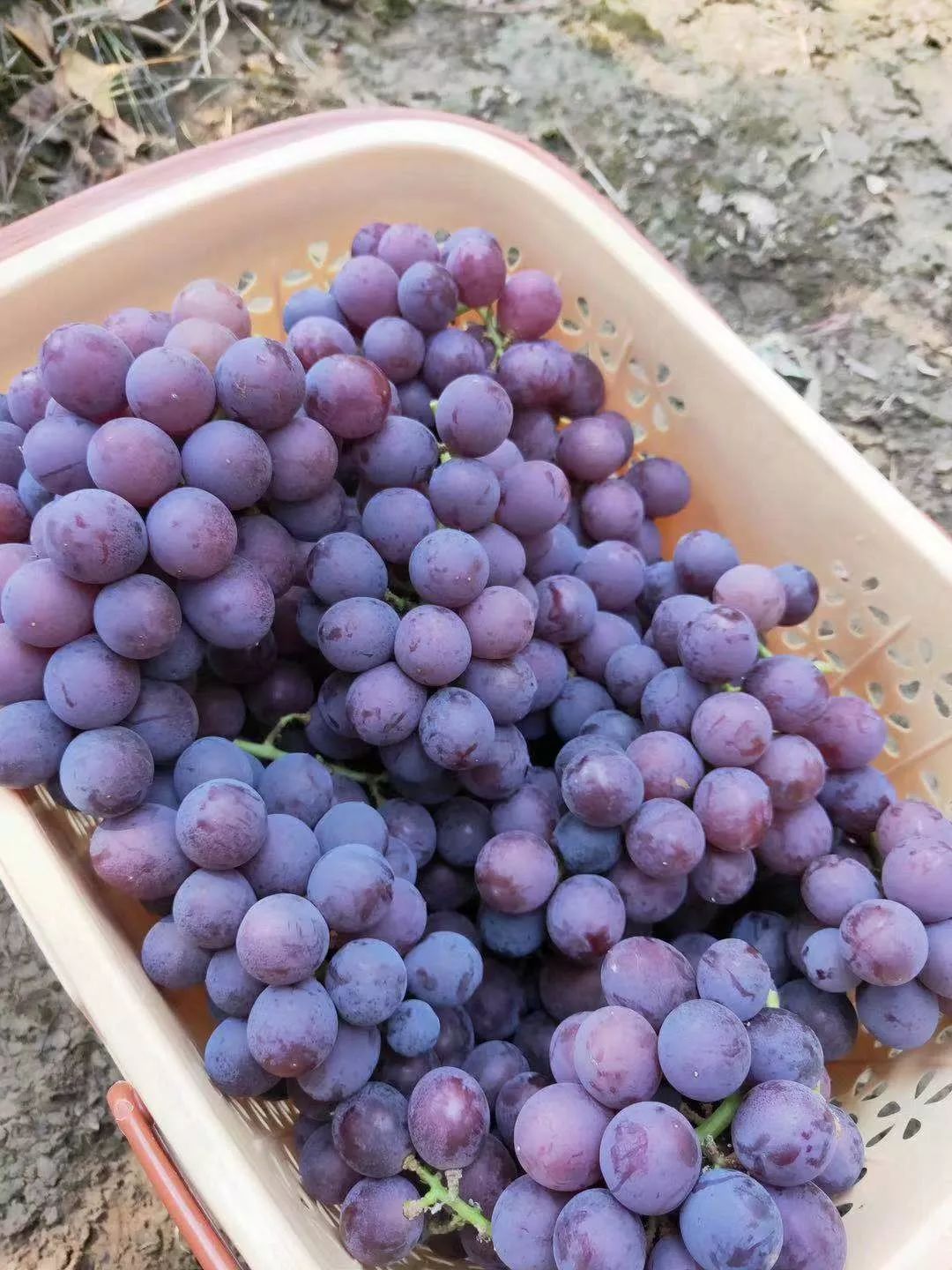 葡萄熟了!兴安县将举行第十届葡萄节暨"长征精神点亮兴安"火炬晚会