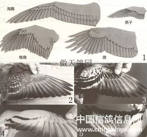 鸟类翅膀结构的复杂性,决不亚于鸟类本身的复杂性.