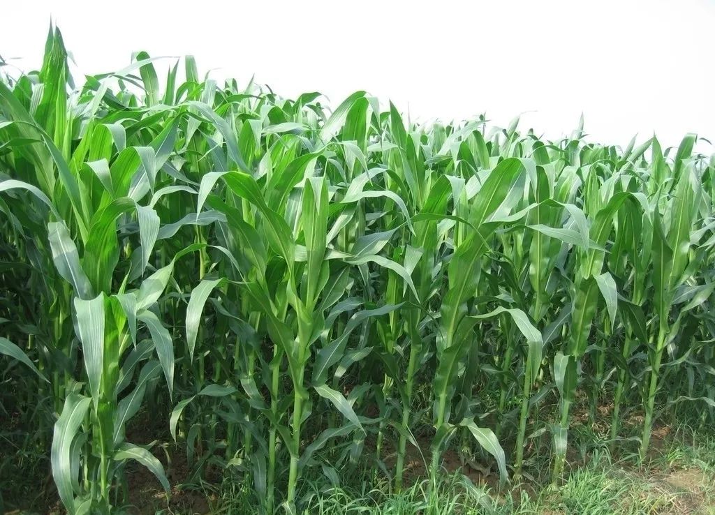 答案看这里!_植株