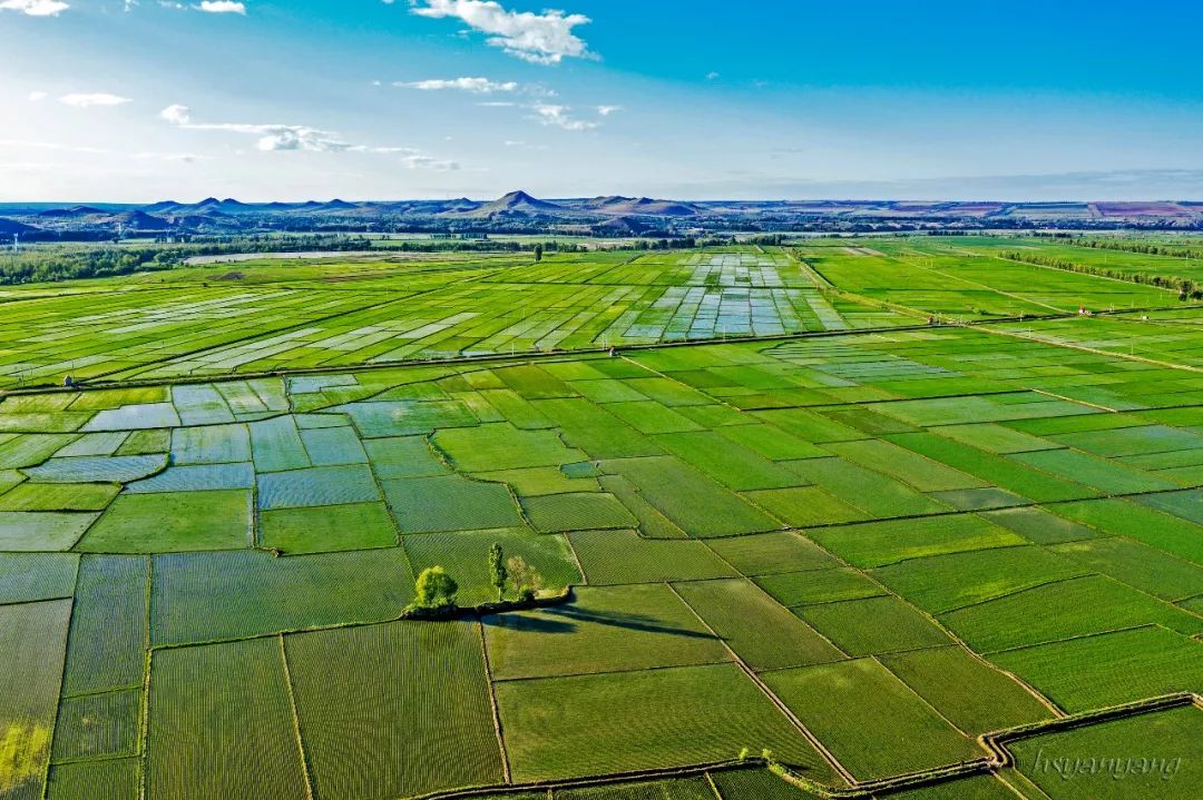乌敦套海镇春季稻田