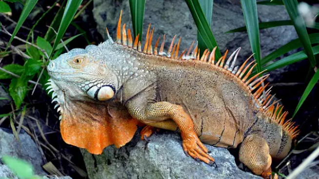 鬃狮蜥:自带太阳伞的伞蜥:这货不是恐龙之斑帆蜥:憨厚温顺的犀牛霸气