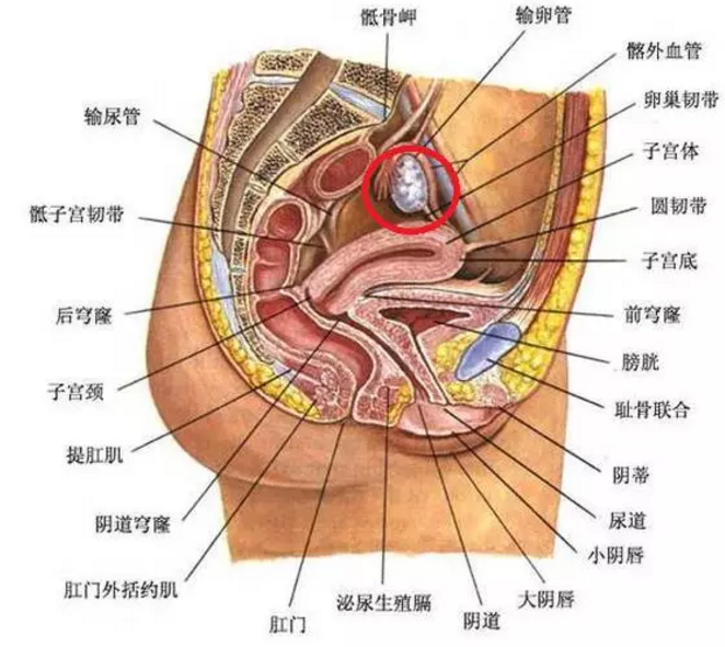 10岁子宫图片