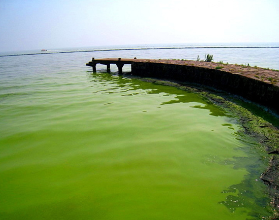 中科大针对巢湖水华治理进行攻关如今找到蓝藻的天敌