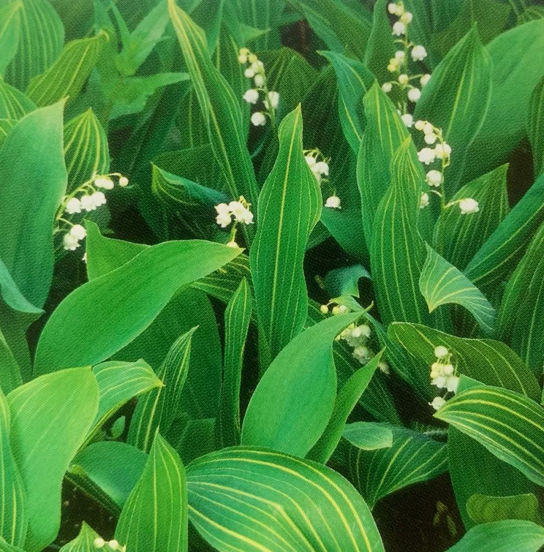 铃兰"条纹"这种铃兰的叶子上长有与众不同的亮黄色条纹,是传统铃兰的